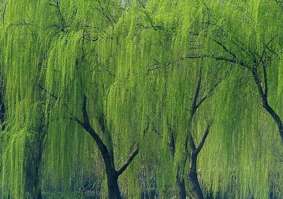 山東金絲垂柳銷售-盛都園林 產品展示(山東法桐小苗,山東.